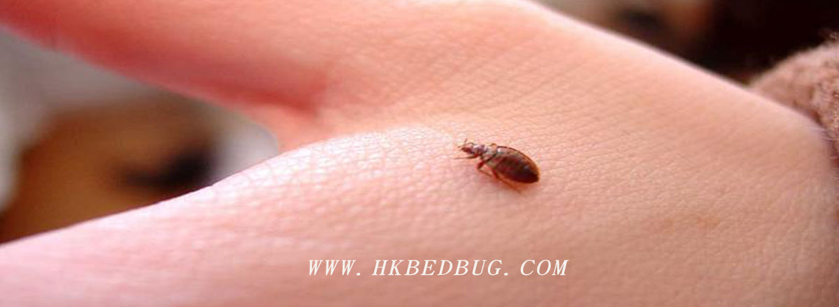 床蝨( bedbug) 圖片