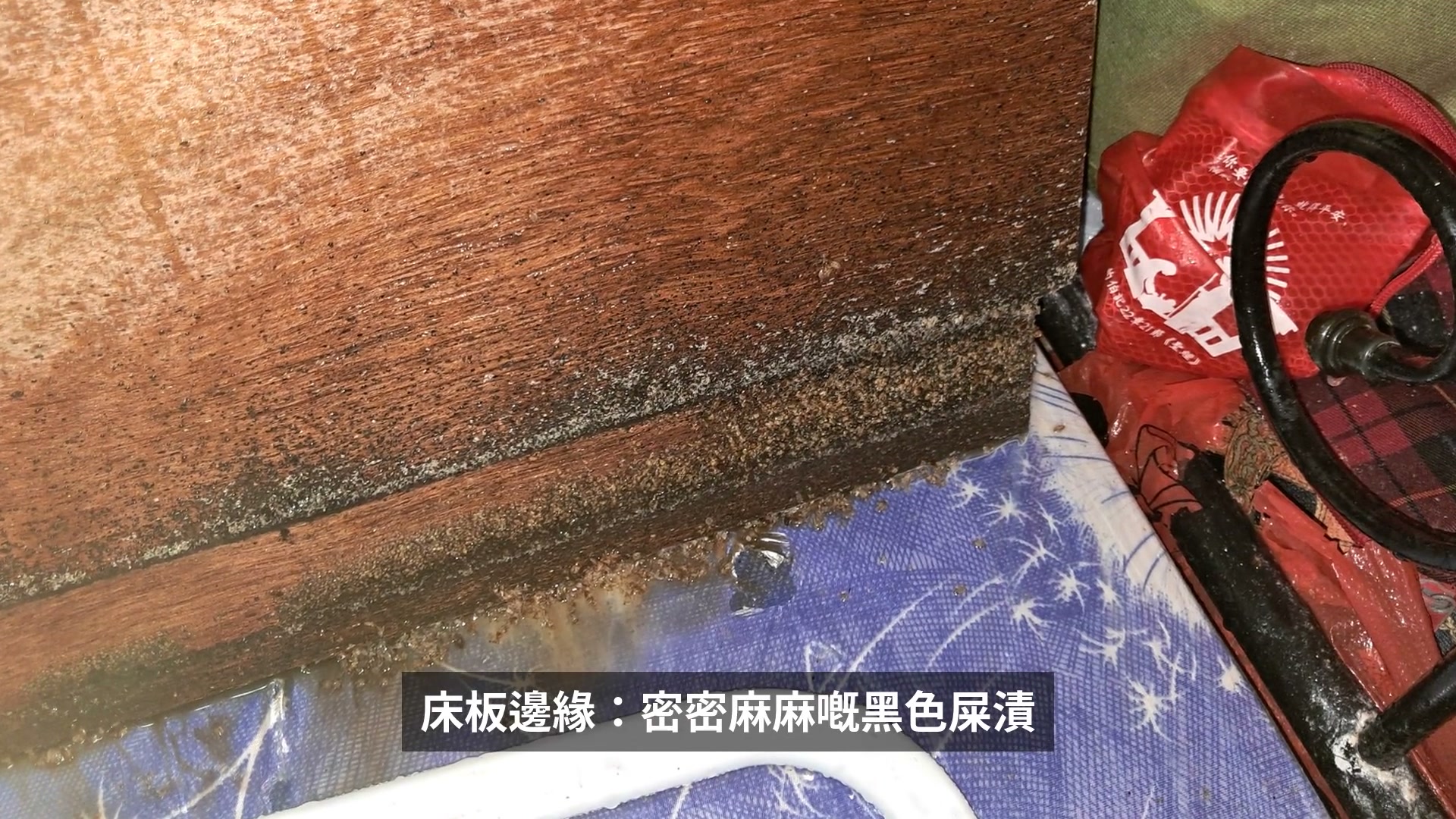 床板邊緣佈滿床蝨屎漬(黑色小斑點)實拍照片